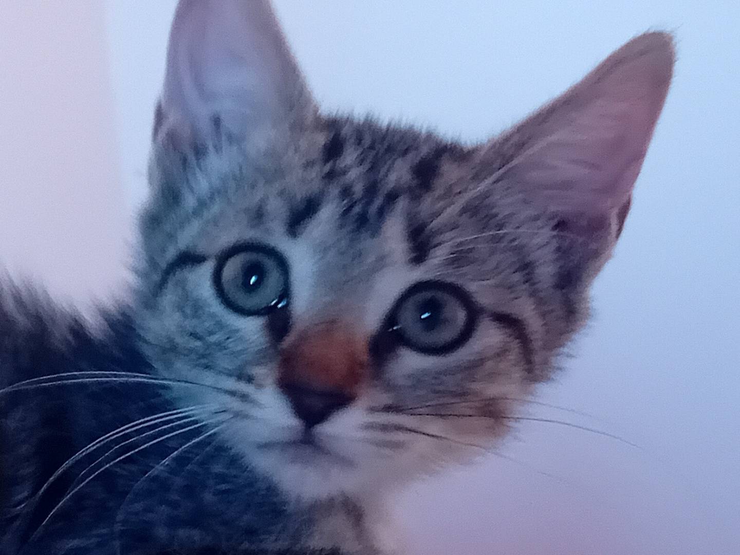 Adotta un gatto, femmina, 2 mesi, Ravenna