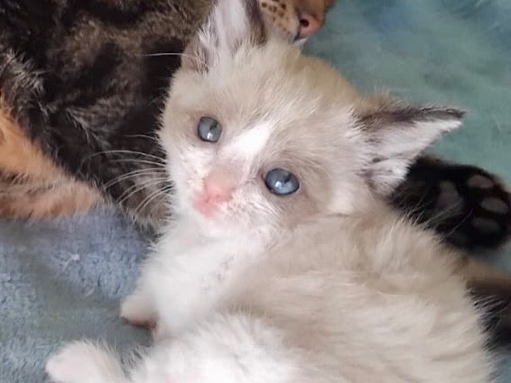 Adotta un gatto, femmina, 1 mesi, Enna