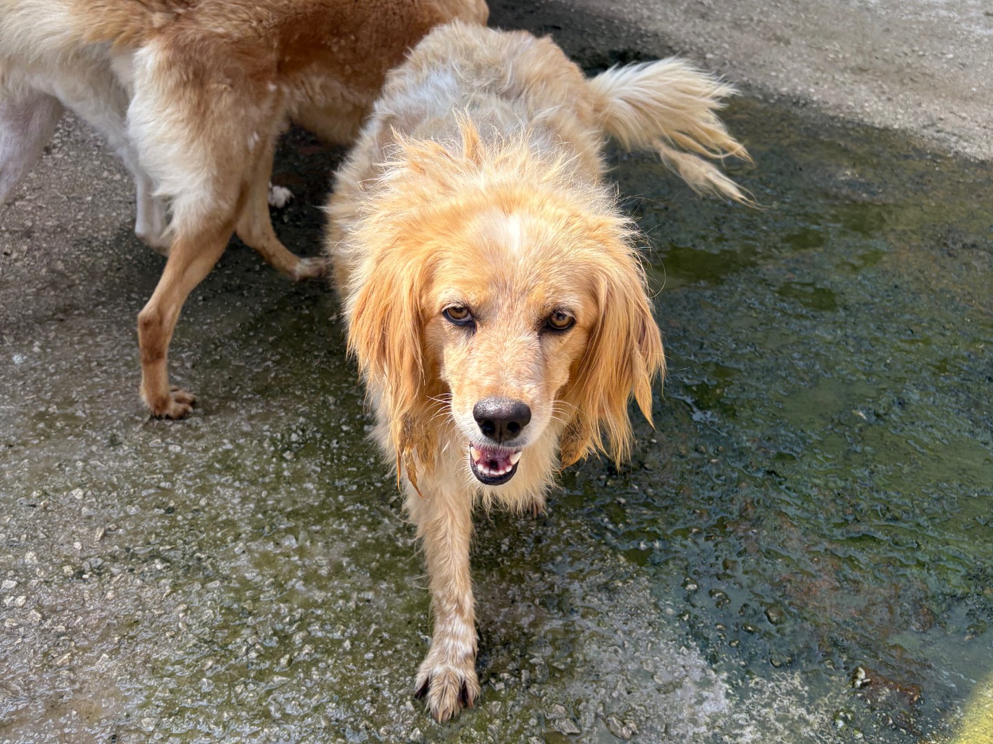 Adotta un cane, femmina, 6 anni  e 7 mesi , Caserta