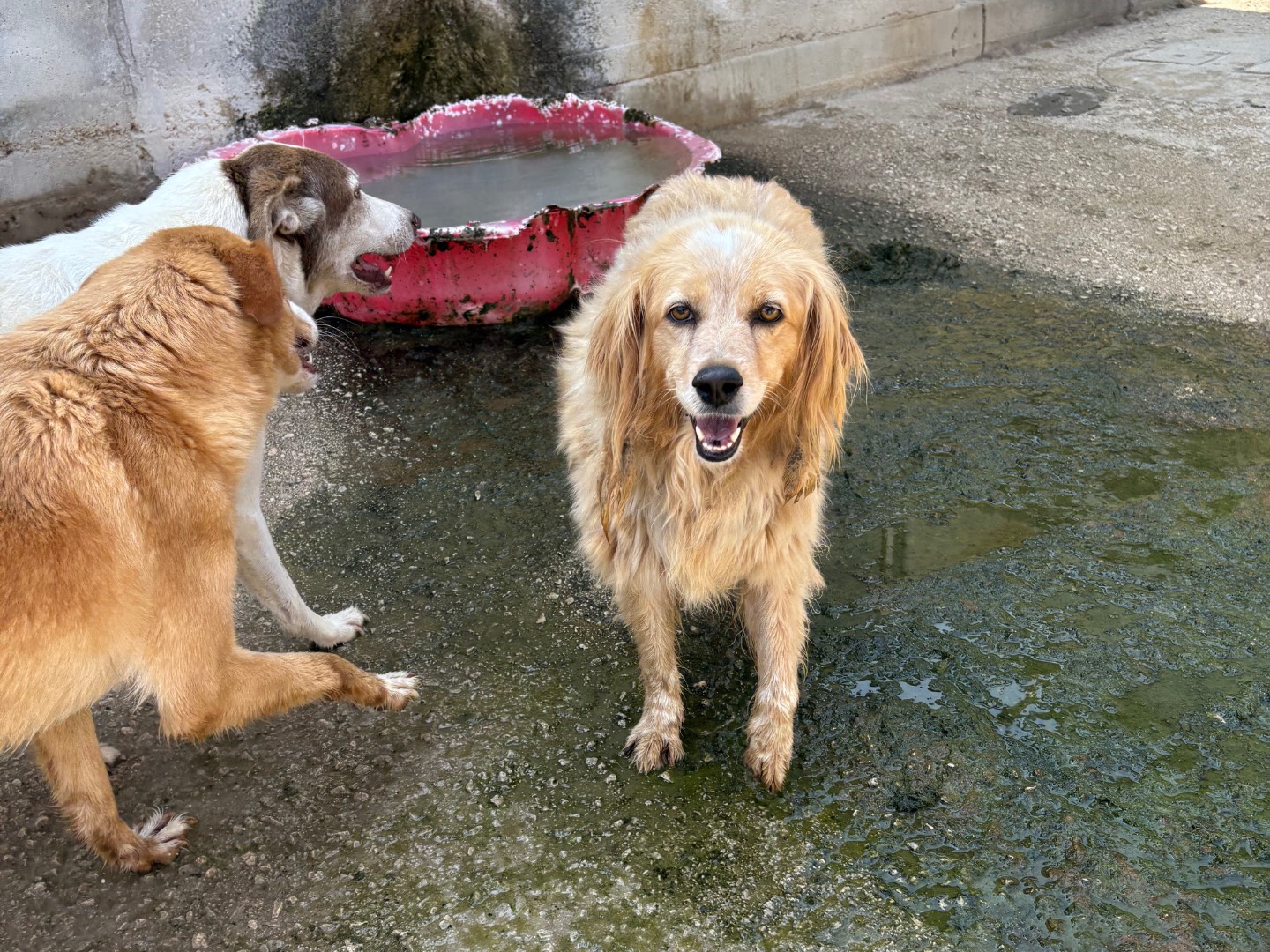 Adotta un cane, taglia media, femmina, Caserta