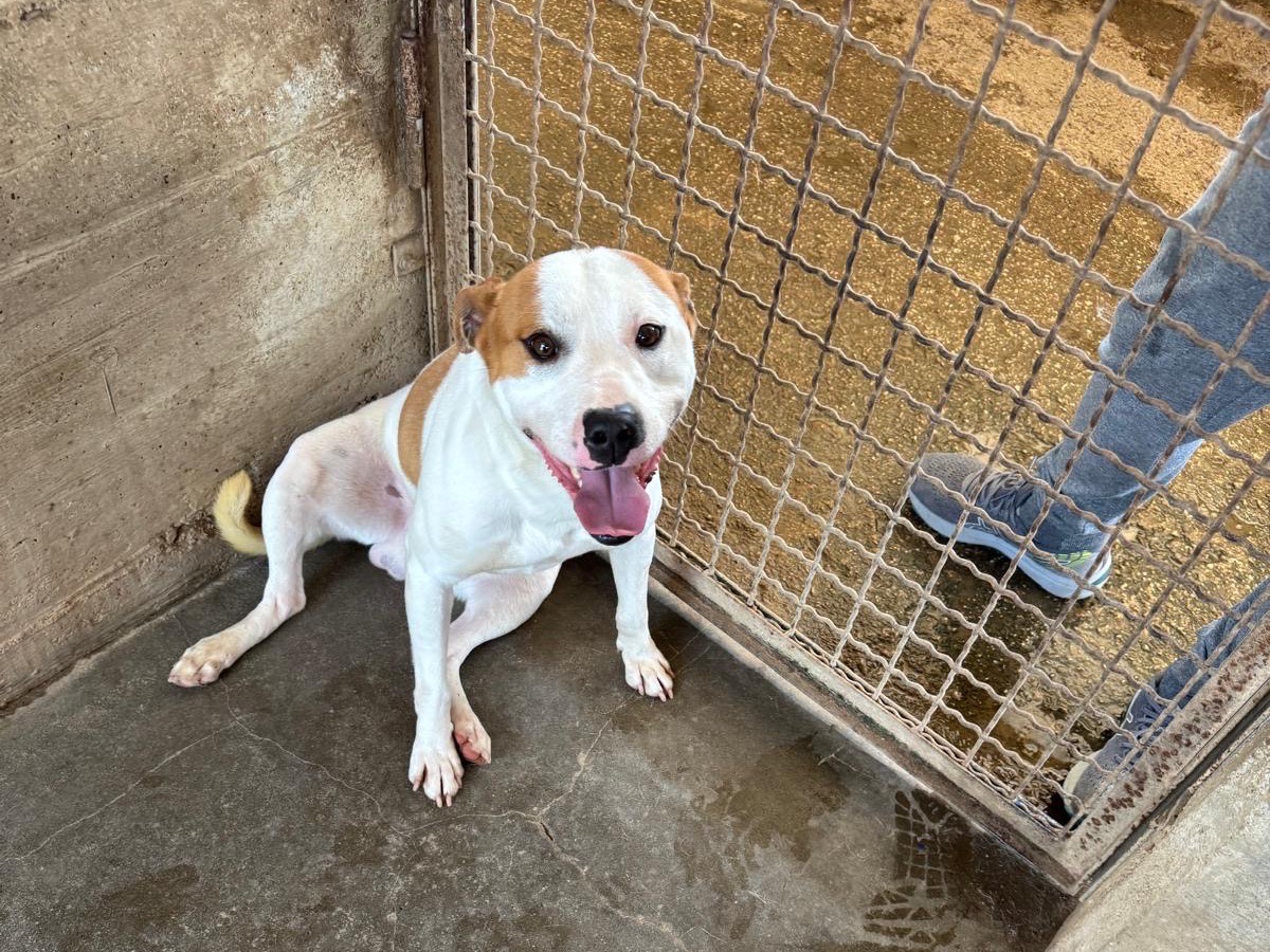 Adotta un cane, maschio, 8 mesi, Caserta