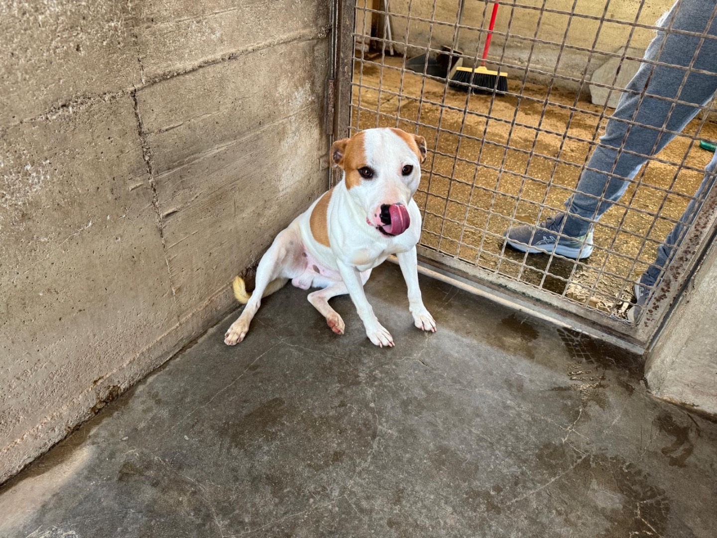 Adotta un cane, taglia media contenuta, maschio, Caserta