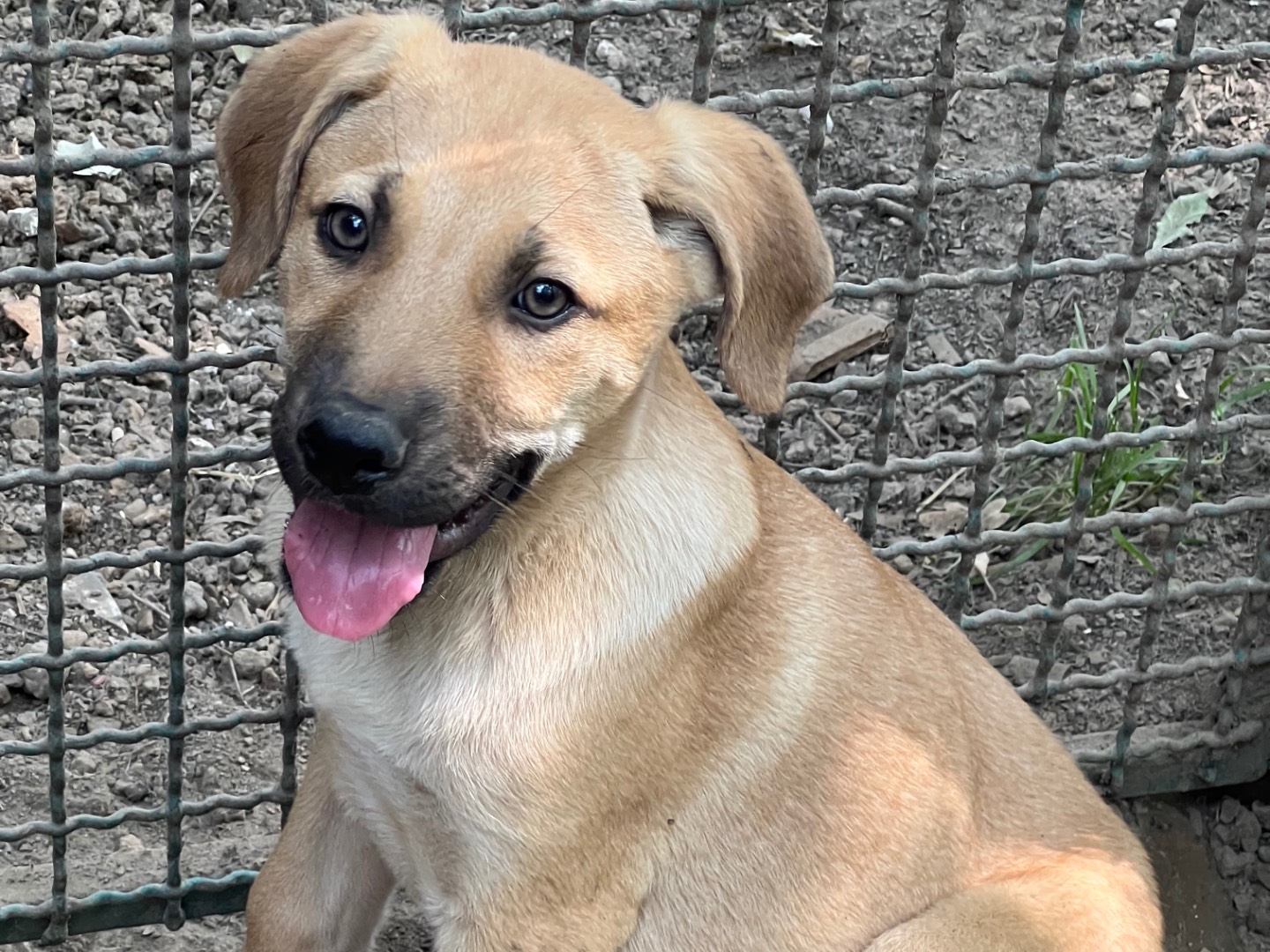 Adozione cane, femmina, Razza sconosciuta Razza sconosciuta, 4 mesi, taglia media, Roma