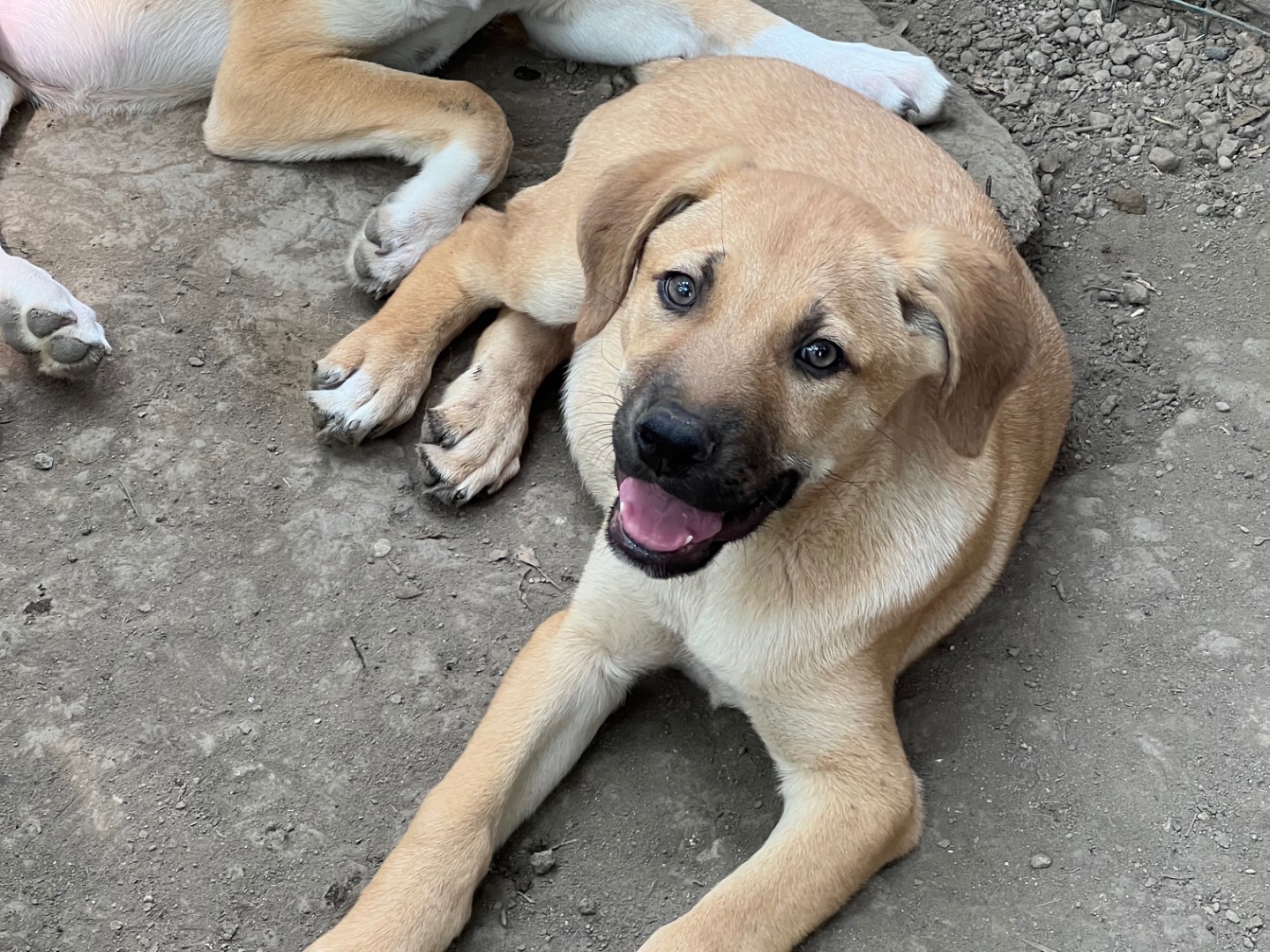 Adotta un cane, taglia media, femmina, Roma