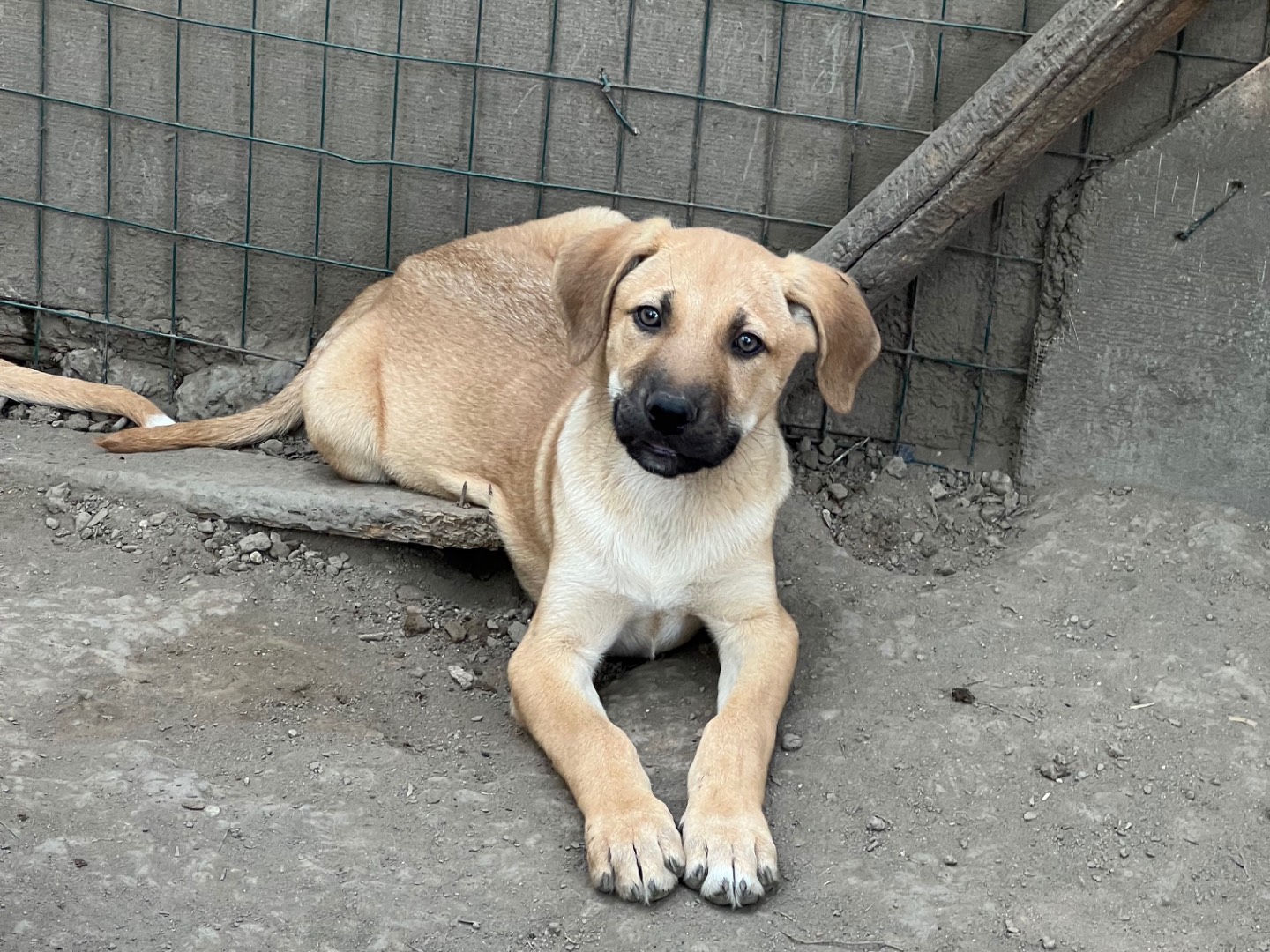 Vuoi adottare un cane a Roma?