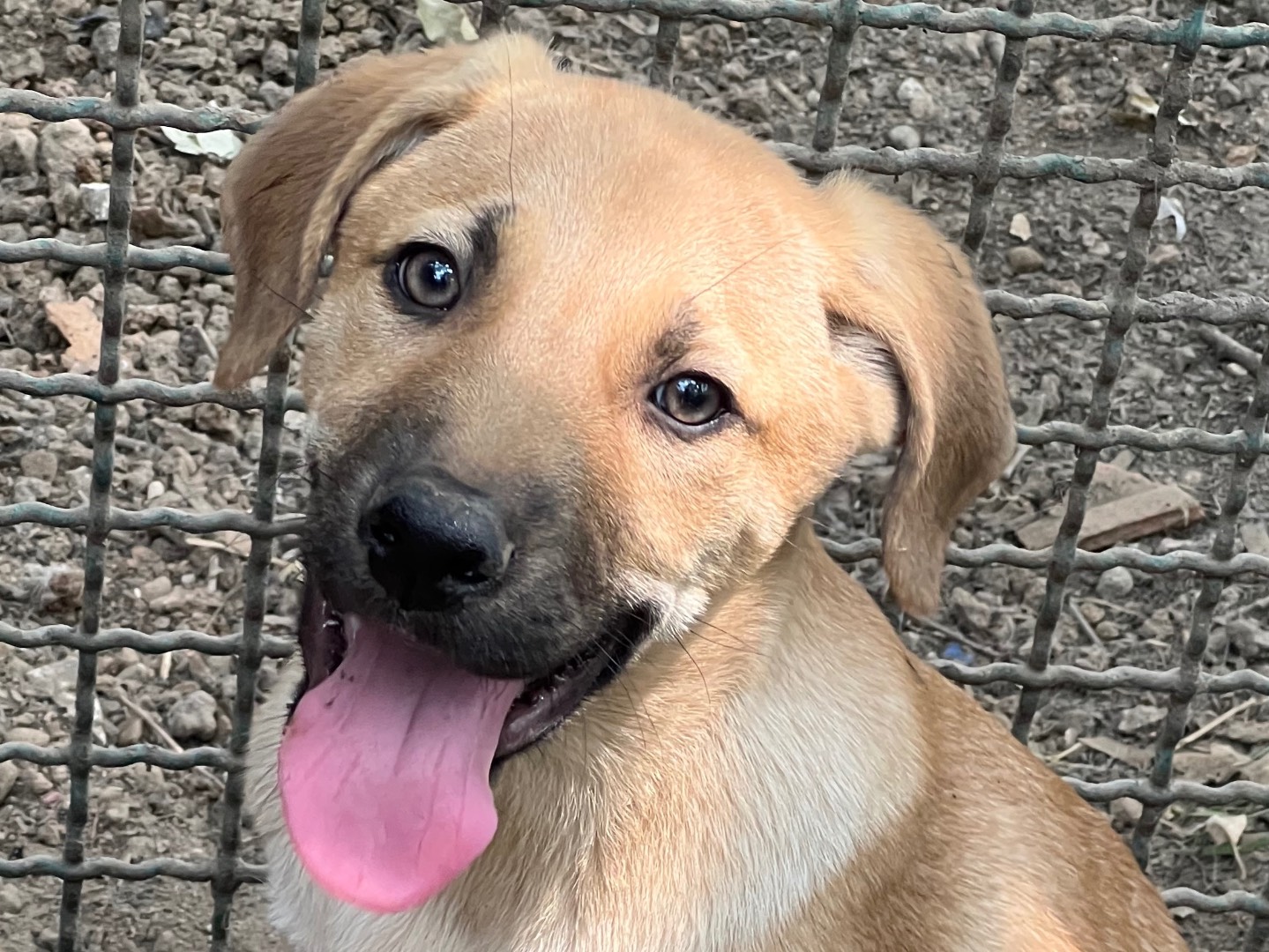 Adotta il cane Mia a Roma