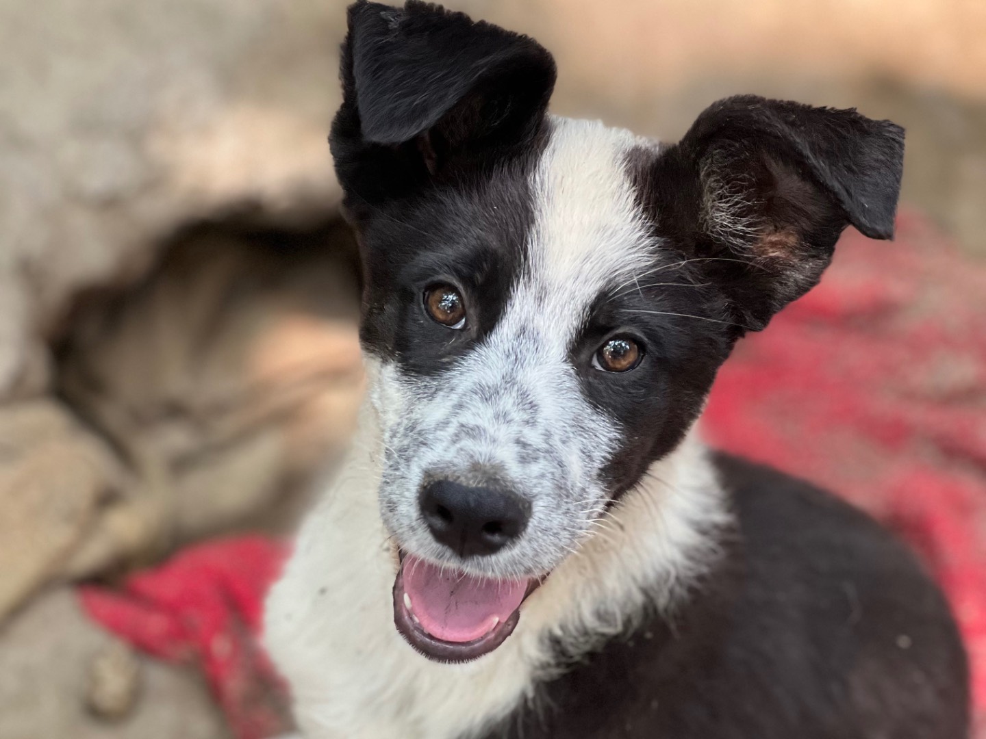 Adotta un cane, taglia media, maschio, Roma