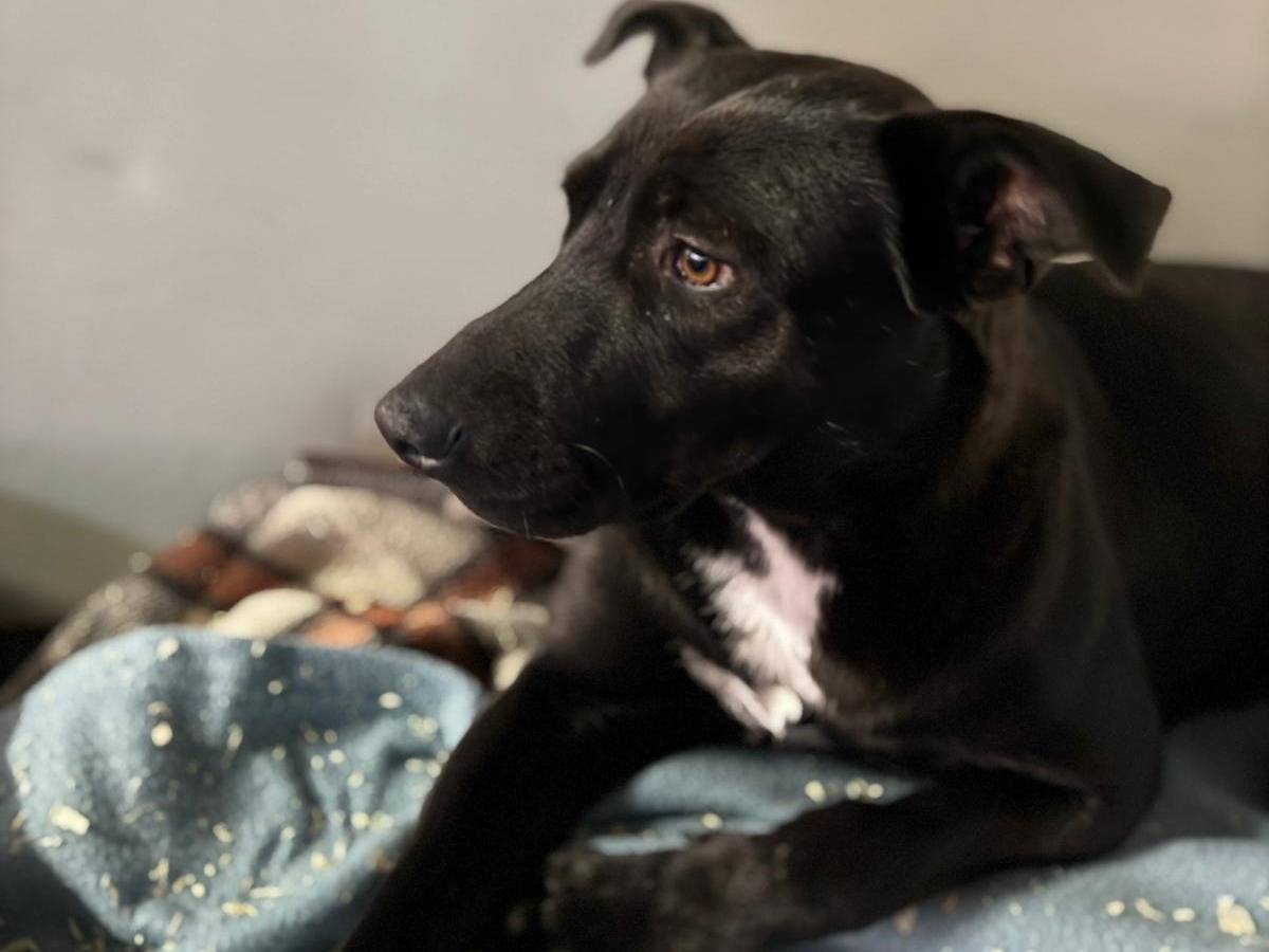 Adotta un cane, taglia media, femmina, Milano