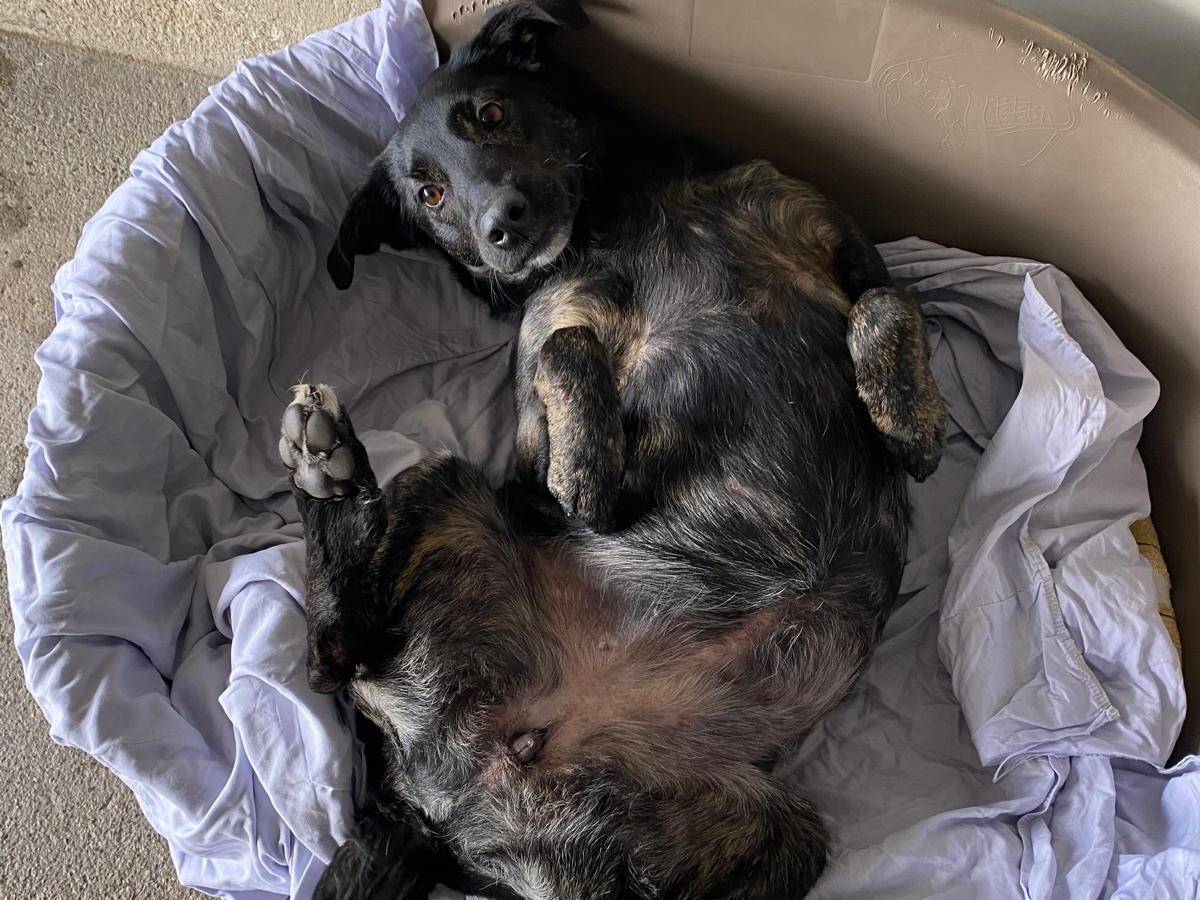 Vuoi adottare un cane a Milano?