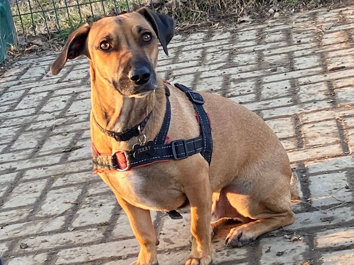 Adotta un cane, maschio, 2 anni , Milano