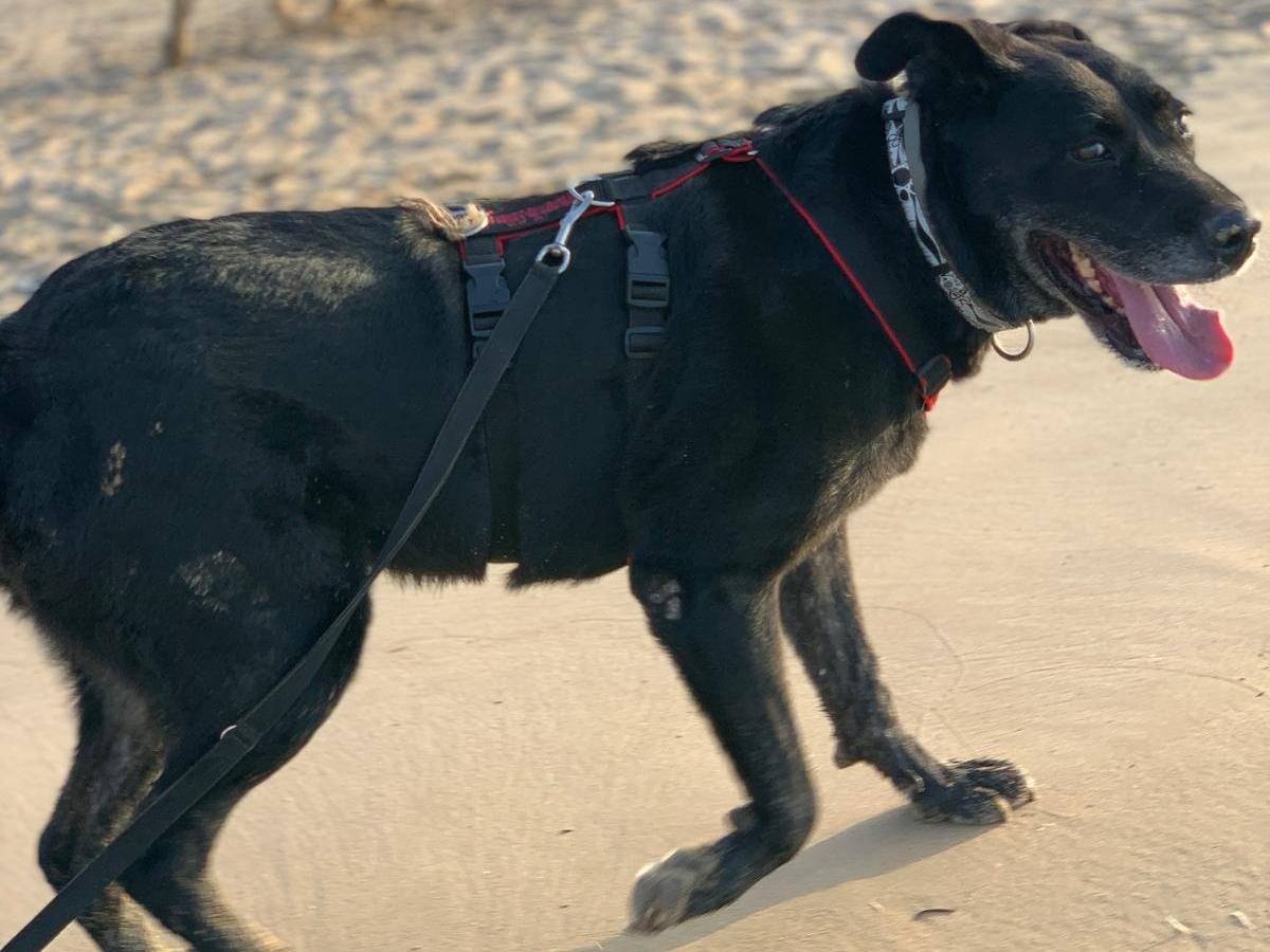 Adotta un cane, femmina, 7 anni  e 11 mesi , Agrigento