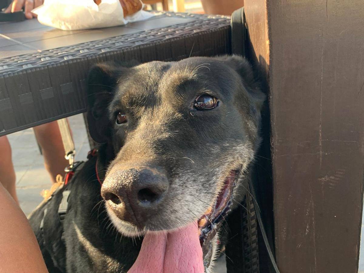 Adotta un cane, taglia gigante, femmina, Agrigento