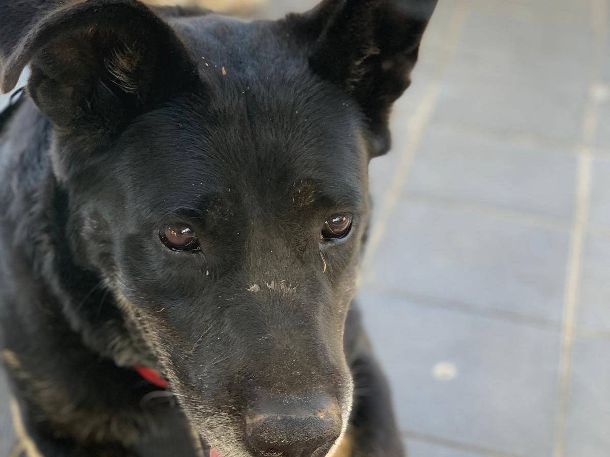 Vuoi adottare un cane a Agrigento?