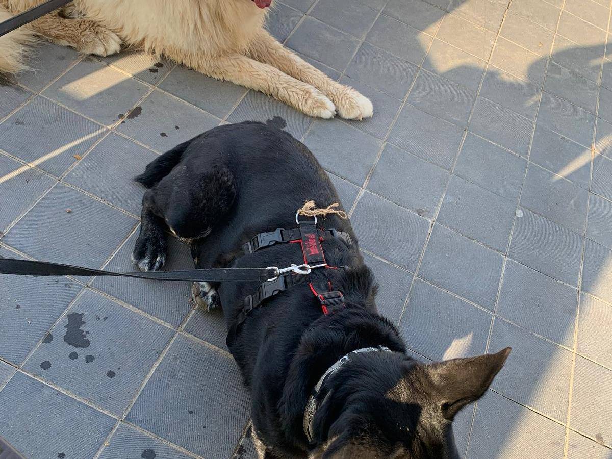 Adotta il cane Blackie a Agrigento