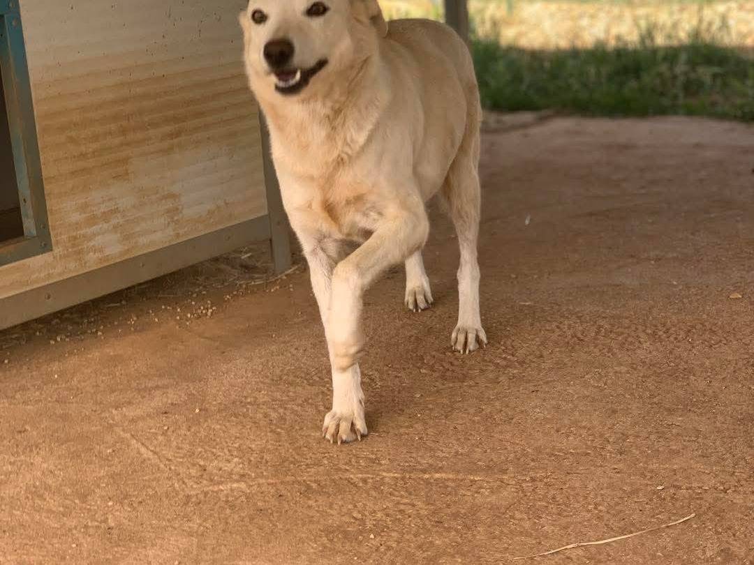 Adotta un cane, femmina, 7 anni  e 10 mesi , Agrigento