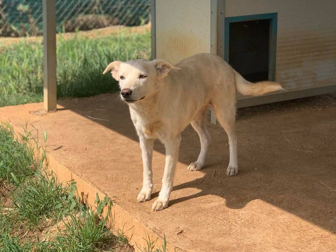 Adotta un cane, taglia media, femmina, Agrigento