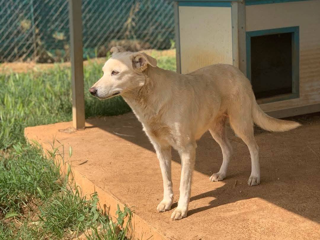 Vuoi adottare un cane a Agrigento?