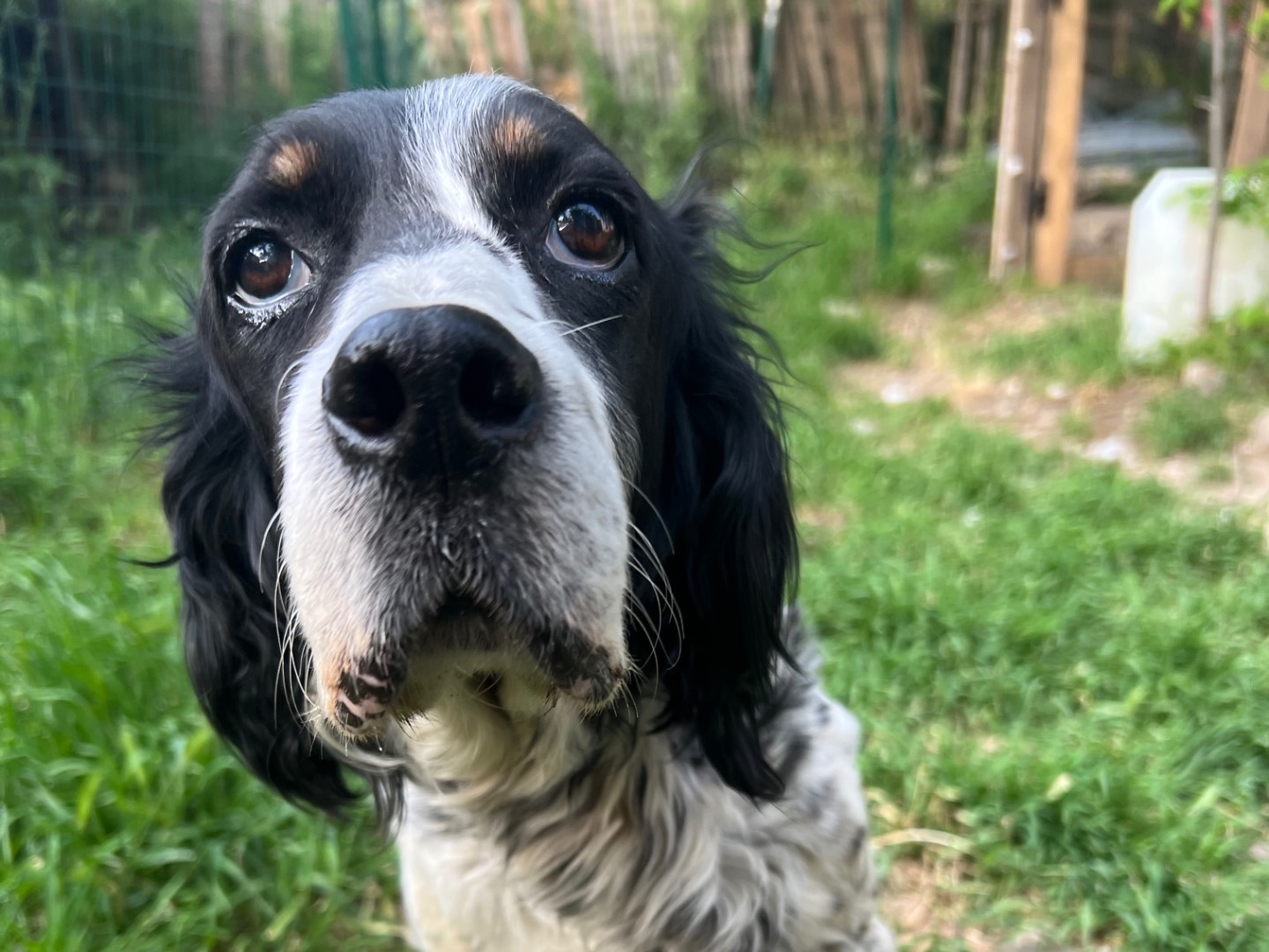 Adotta un cane, taglia media contenuta, femmina, Laquila