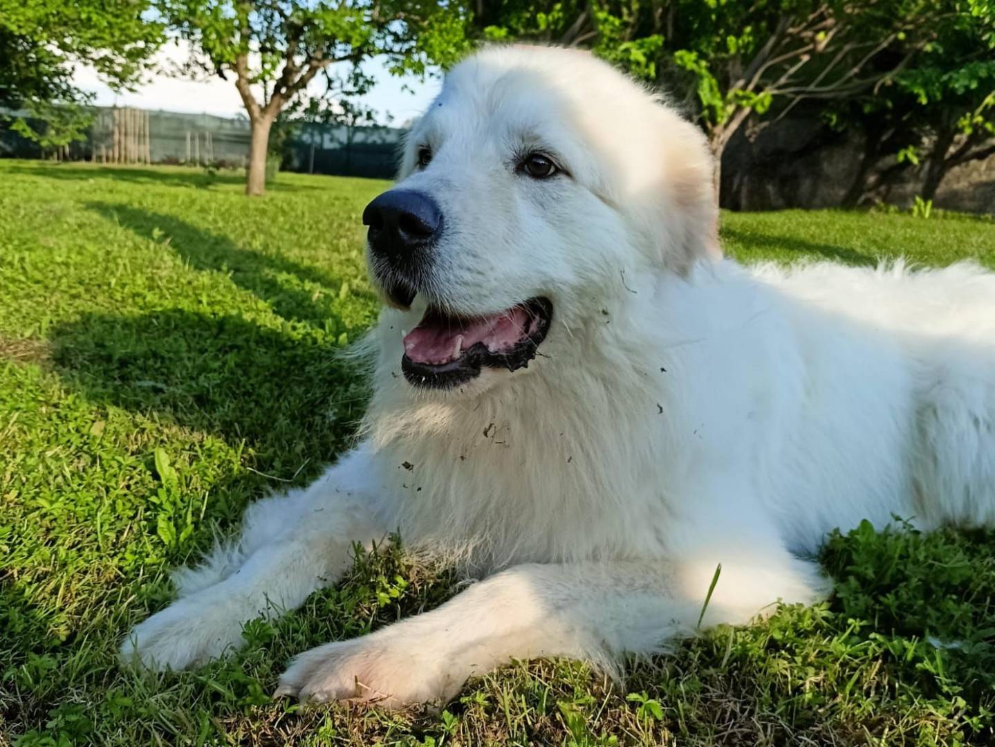 Adotta un cane, maschio, 4 anni  e 10 mesi , Verona