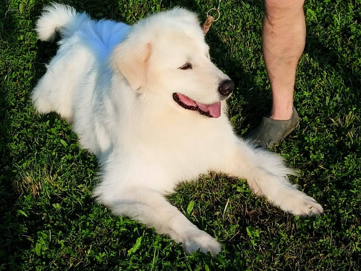Vuoi adottare un cane a Verona?