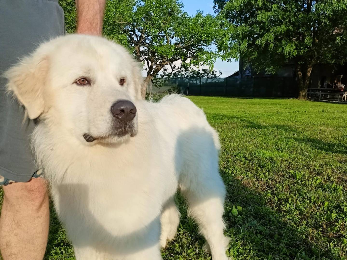 Adotta il cane KIRO  a Verona