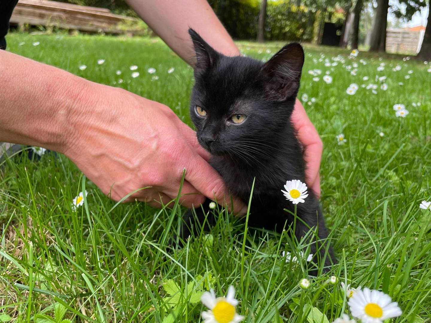 Adotta un gatto, femmina, 0 mesi, Verona