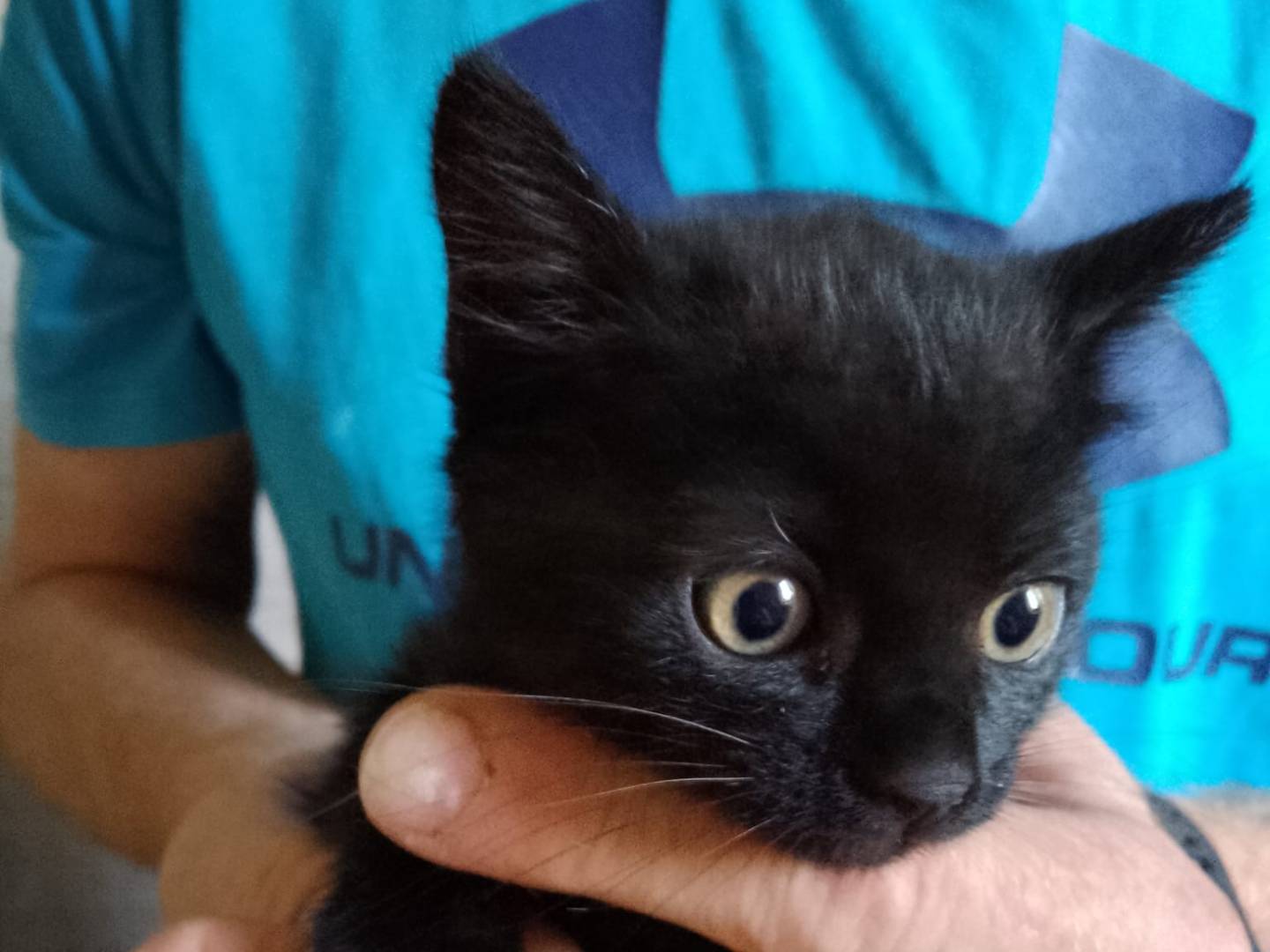 Adotta il gatto Sibilla a Verona