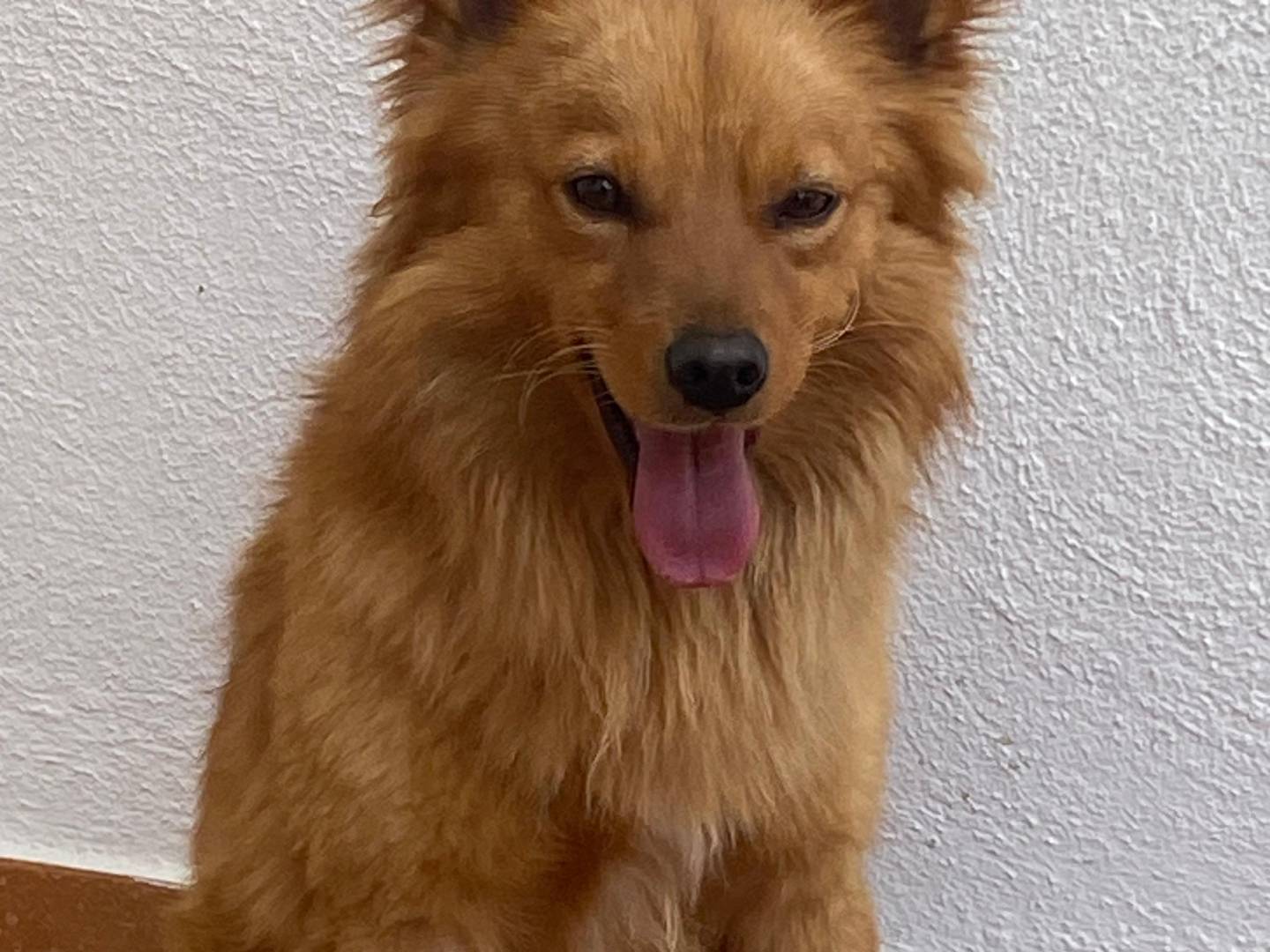 Adotta un cane, maschio, 2 anni, Bari