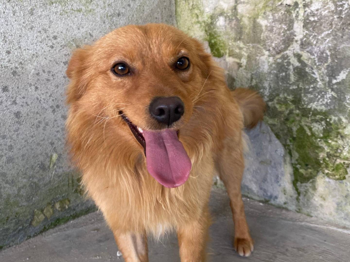 Adotta un cane, taglia piccola, maschio, Bari
