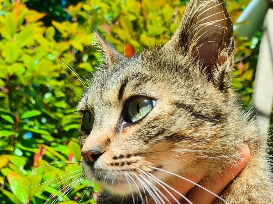 Foto 3 dell'animale