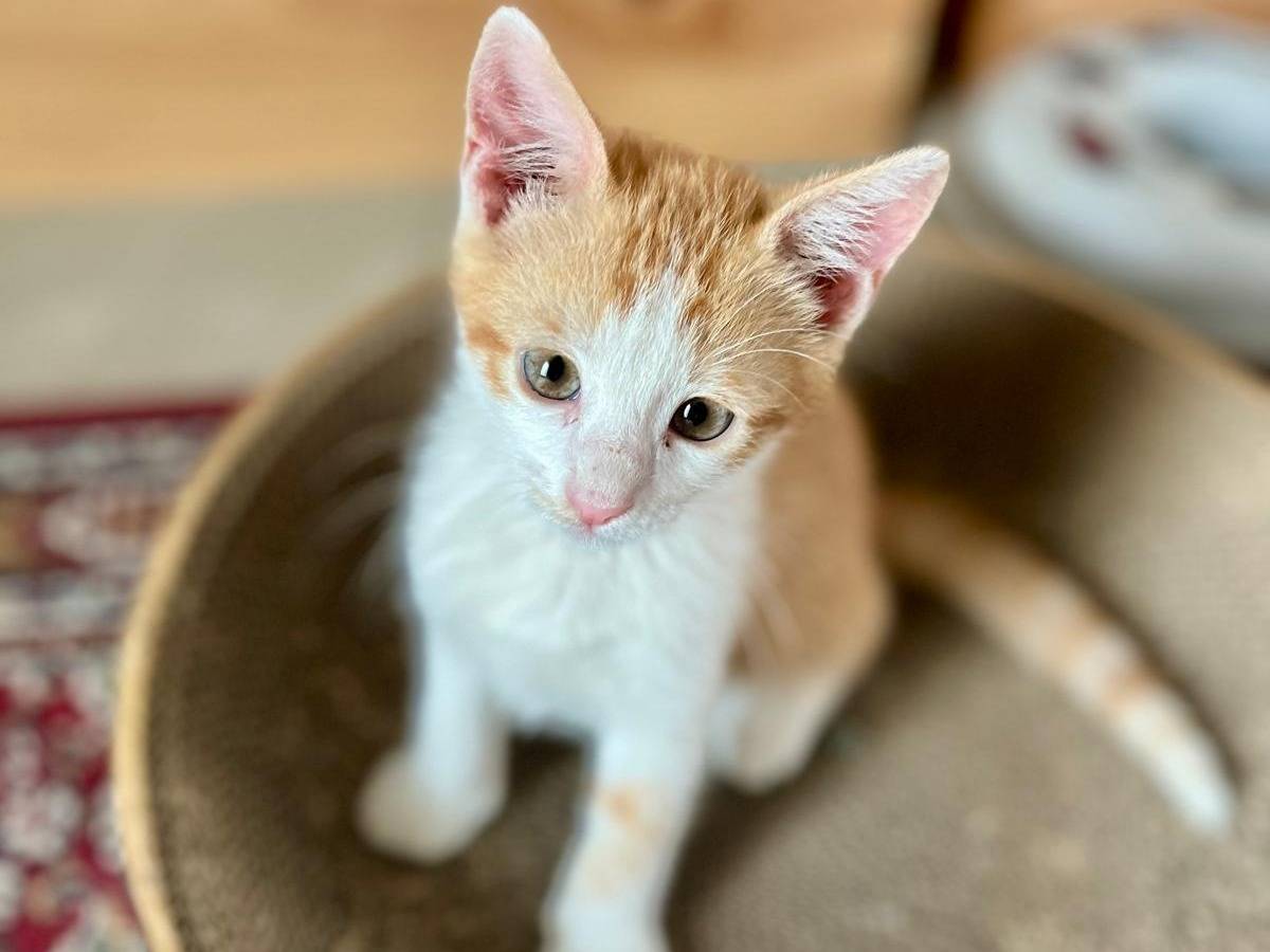Adotta un gatto, maschio, 1 mesi, Ancona