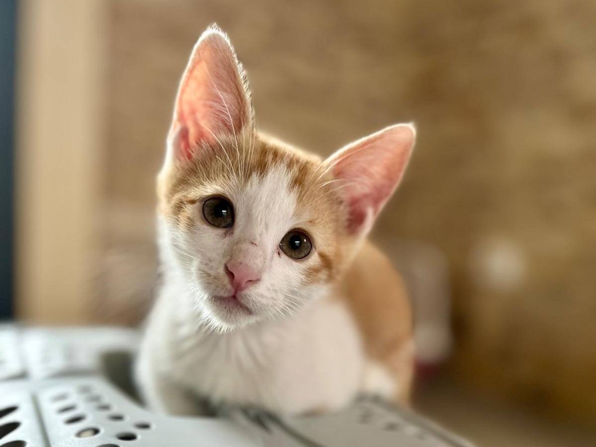 Adotta un gatto, taglia non valida, maschio, Ancona