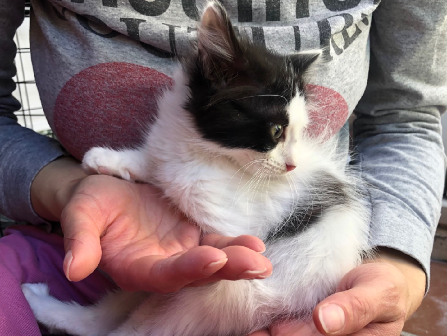 Adotta un gatto, taglia non valida, femmina, Latina