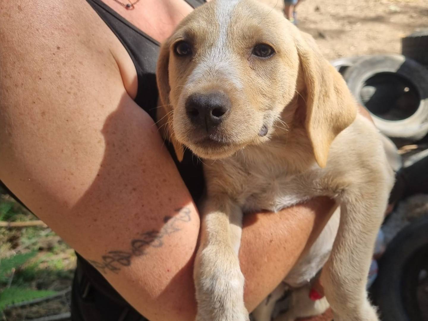 Adotta un cane, femmina, 3 mesi, Crotone