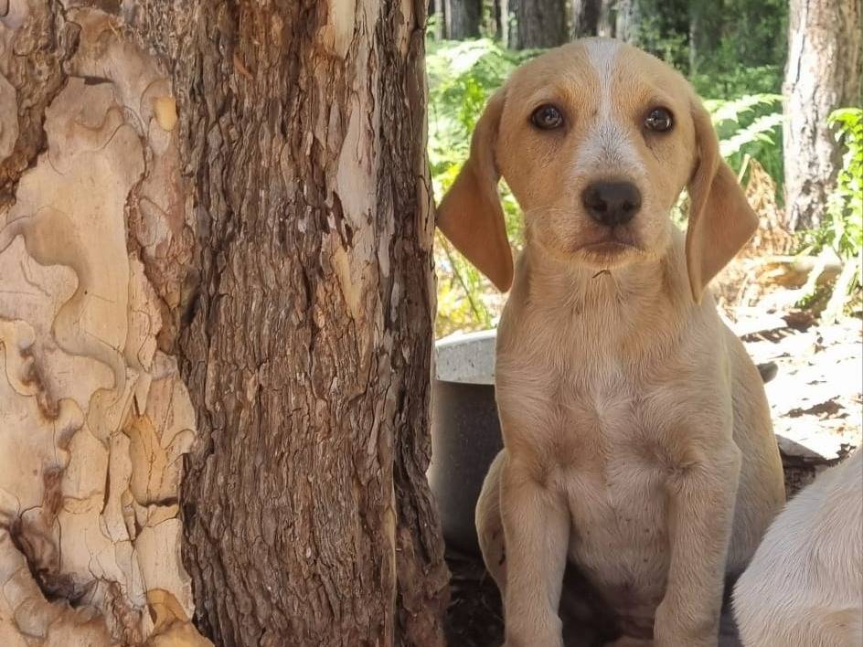 Adotta un cane, taglia media, femmina, Crotone