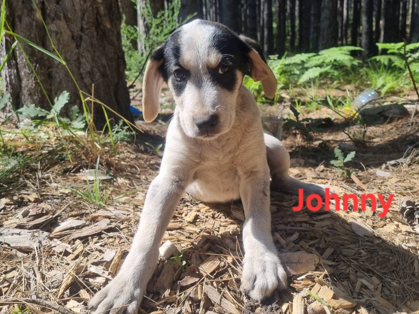 Adozione cane, maschio, Razza sconosciuta Razza sconosciuta, 4 mesi, taglia media, Crotone
