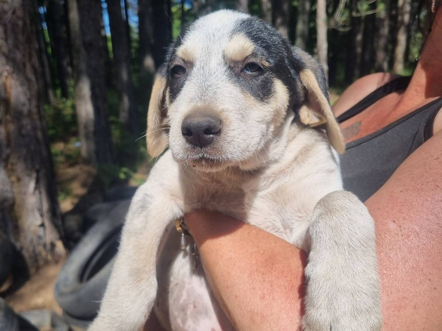 Adotta un cane, maschio, 4 mesi, Crotone