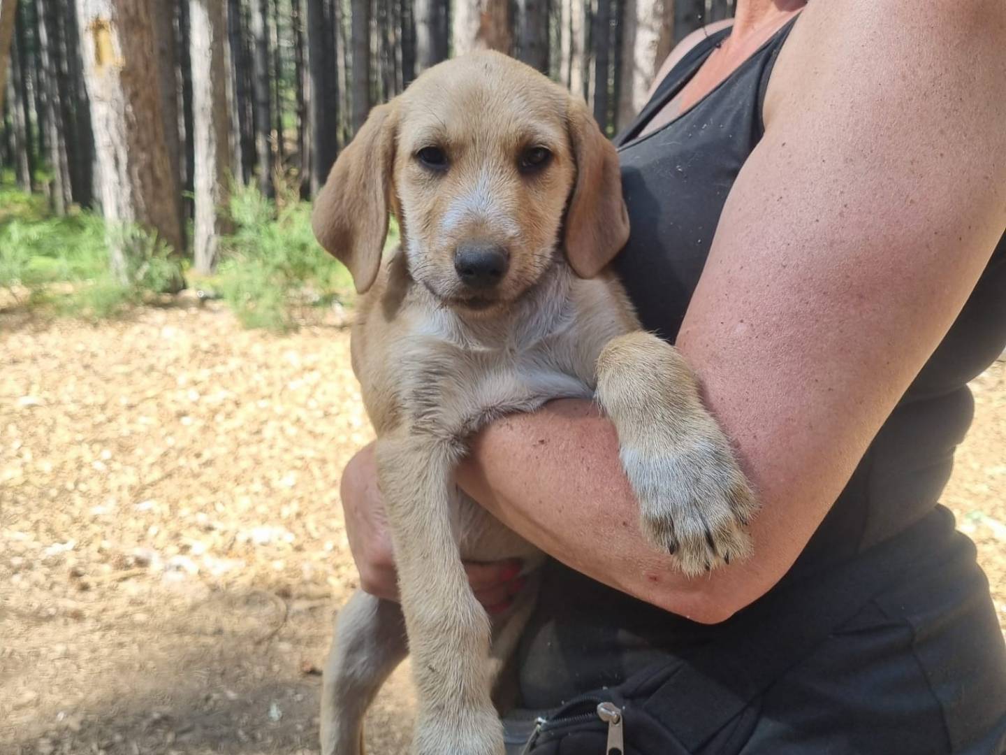 Vuoi adottare un cane a Crotone?
