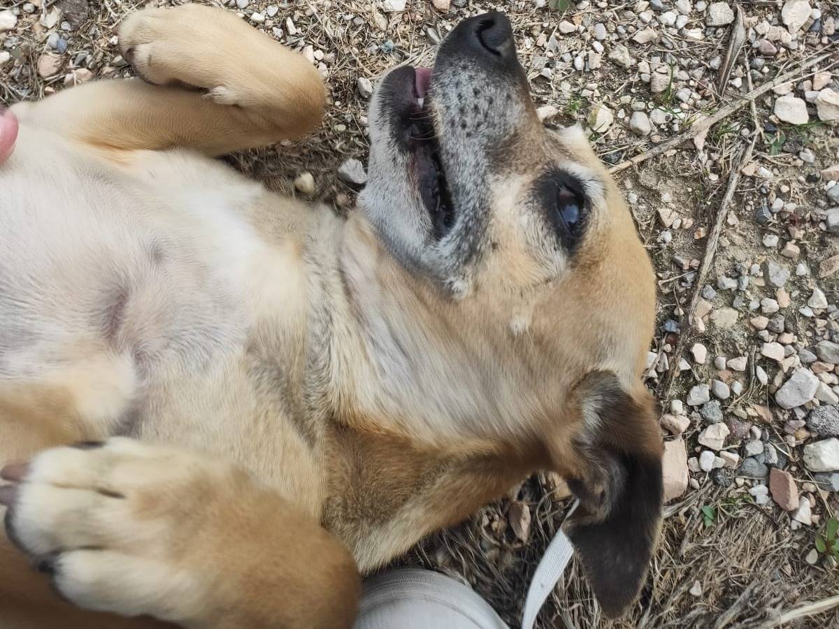Vuoi adottare un cane a Verona?