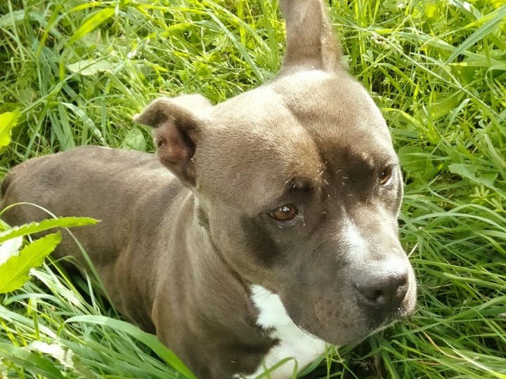 Adotta un cane, taglia media, femmina, Catania