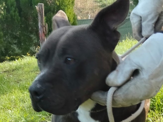 Foto dell'animale
