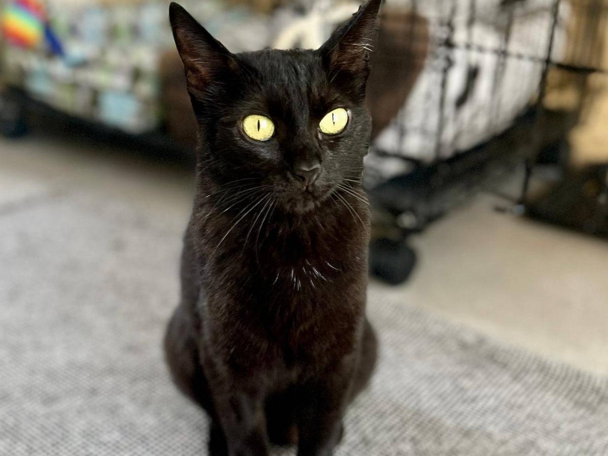 Adotta il gatto Dora a Ancona