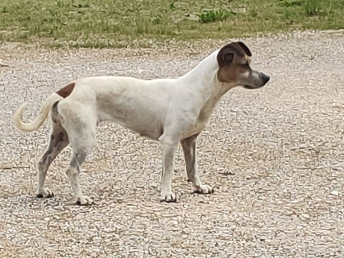 Adozione cane, femmina, Razza sconosciuta Razza sconosciuta, 8 anni e 11 mesi, taglia piccola, Verona