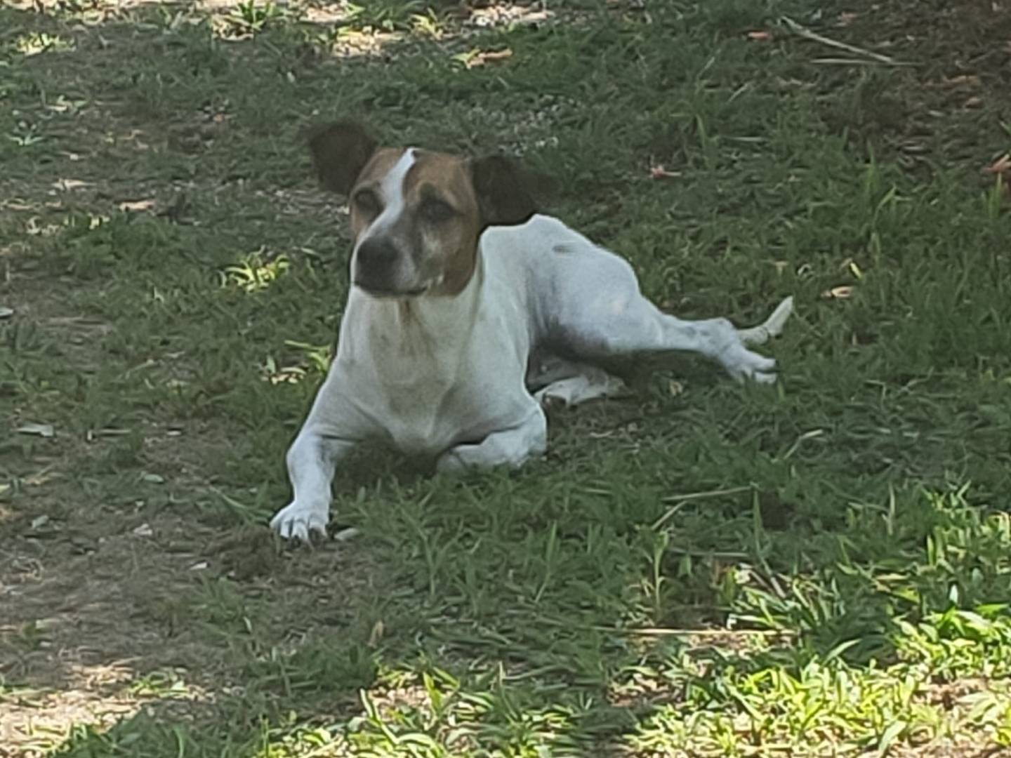 Adotta un cane, taglia piccola, femmina, Verona