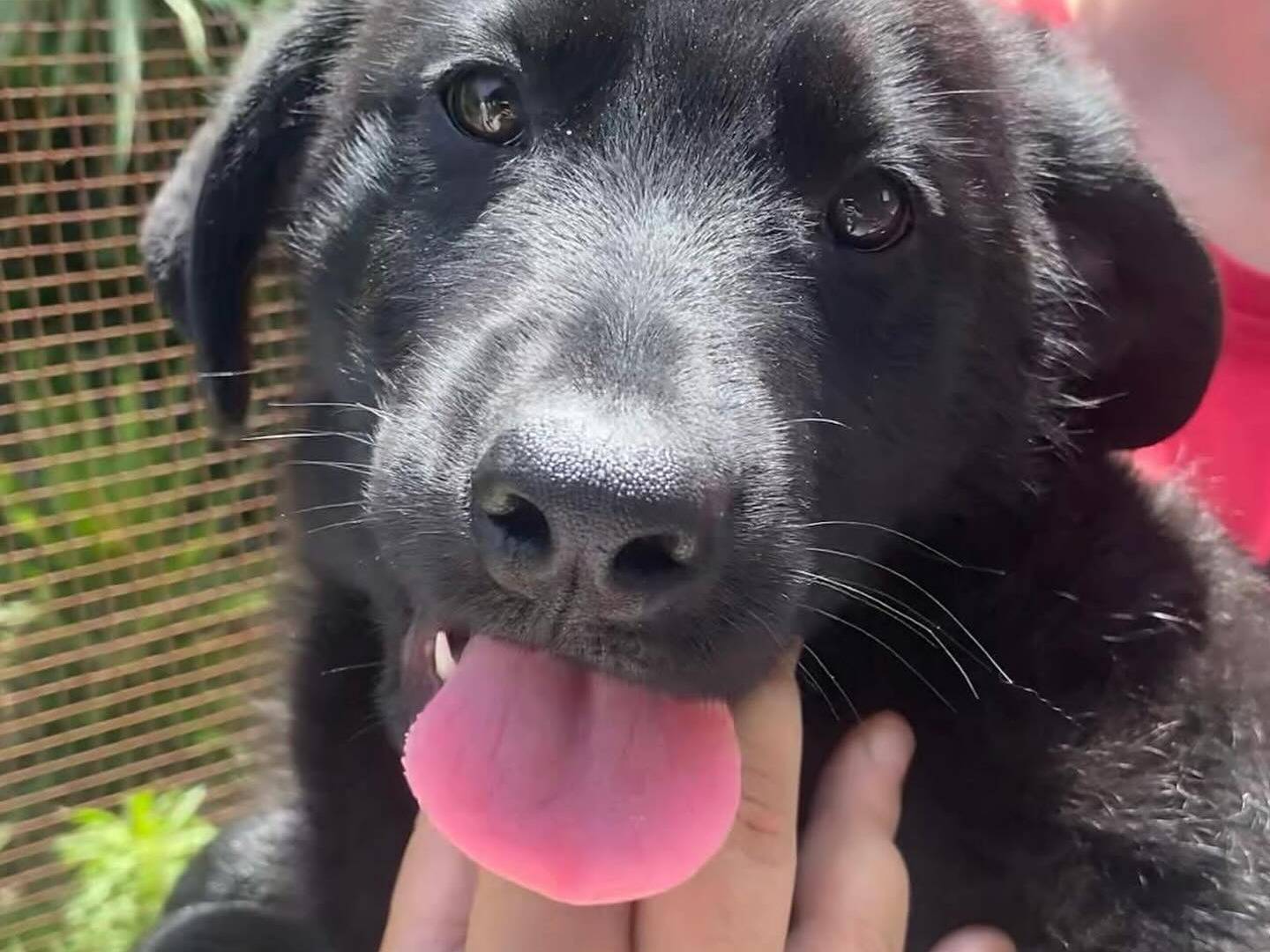 Adotta un cane, maschio, 3 mesi, Latina