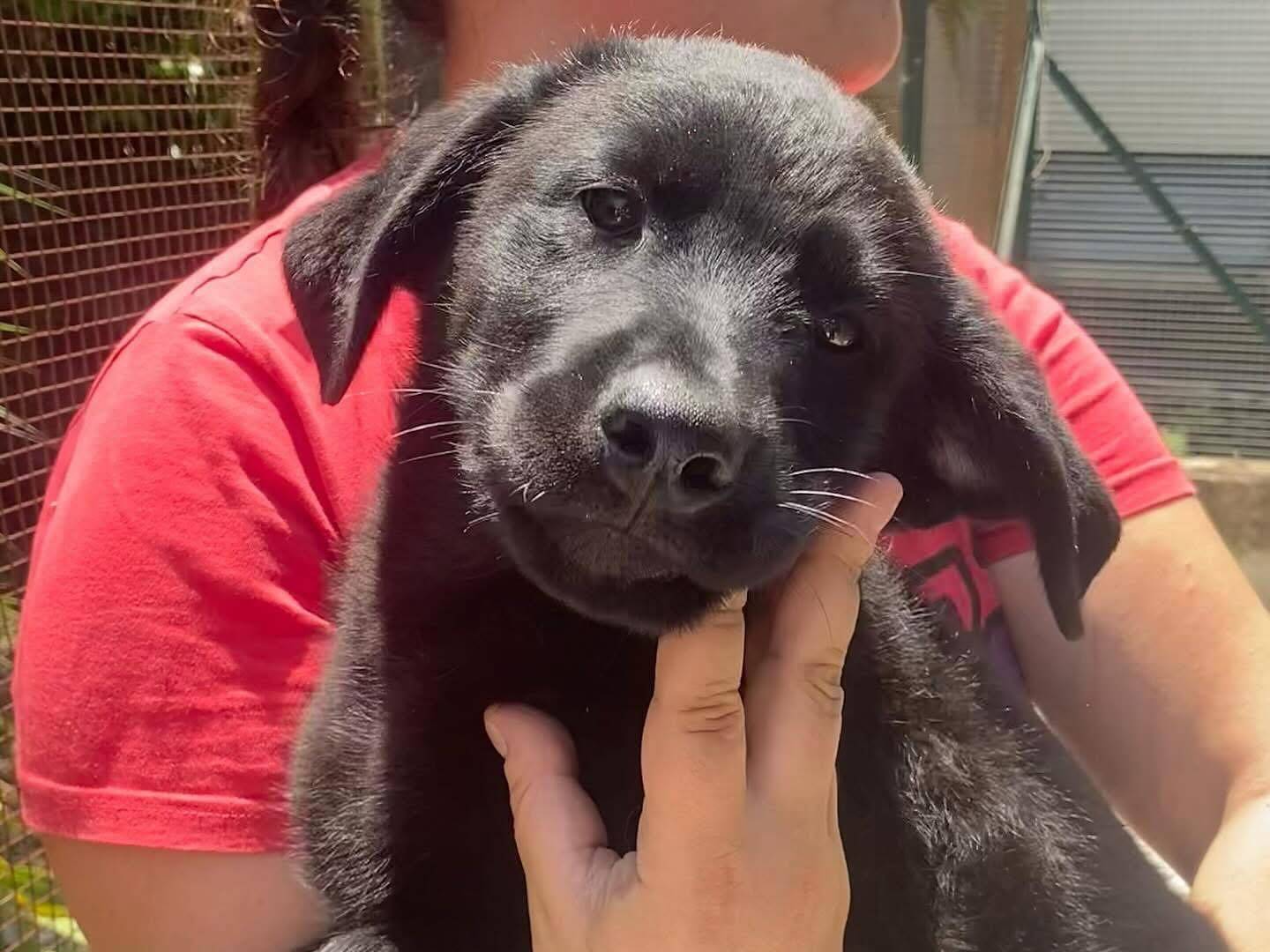Adotta un cane, taglia media, maschio, Latina