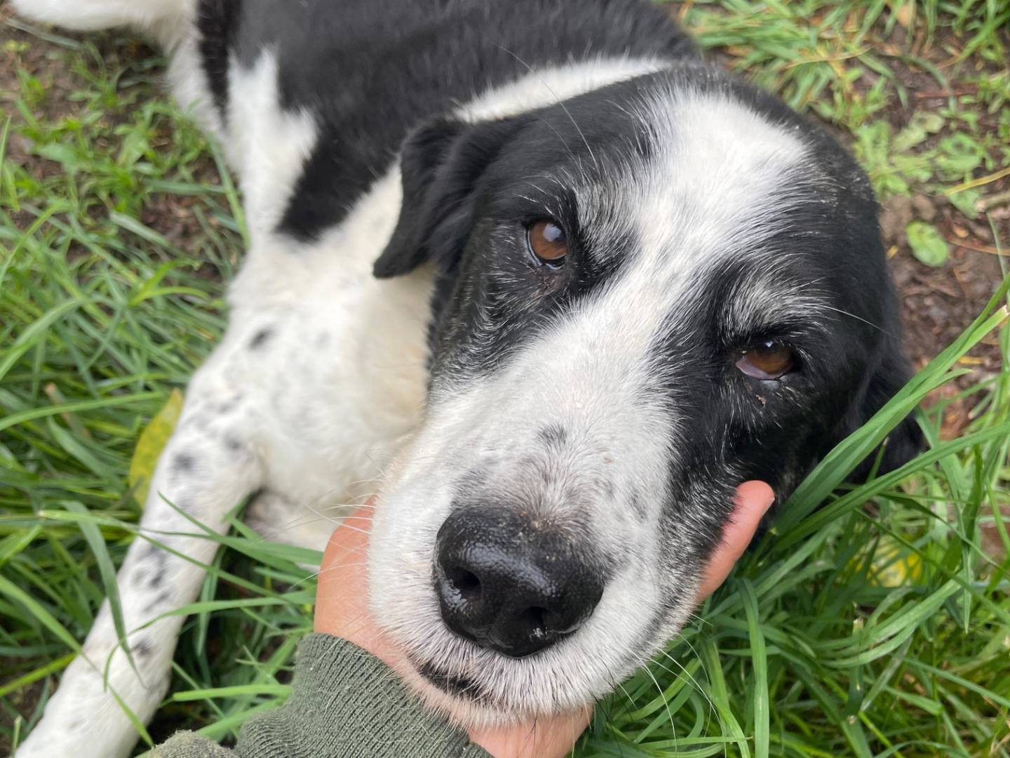 Vuoi adottare un cane a Roma?