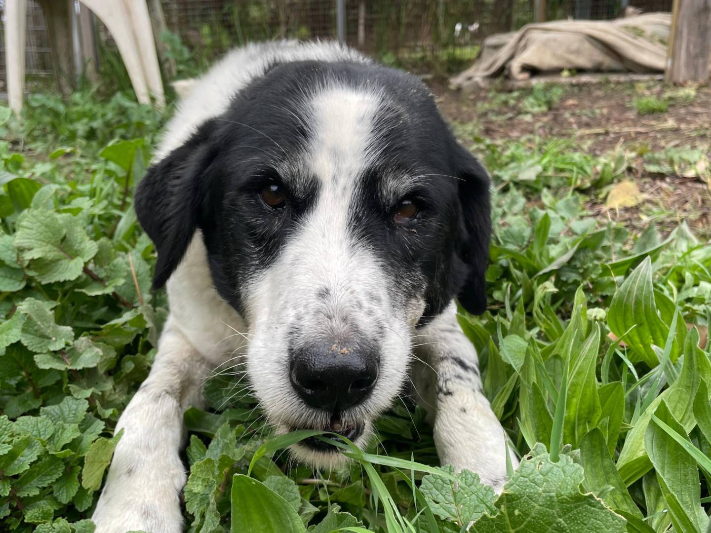 Adotta il cane CHIANINA a Roma