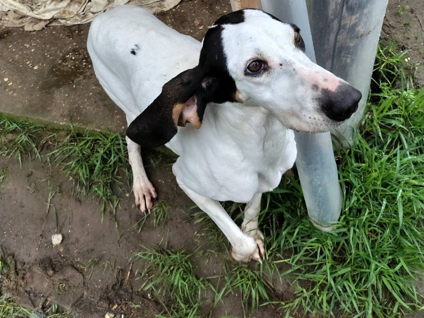 Adotta un cane, taglia media, femmina, Roma