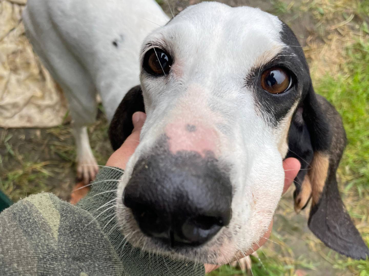 Vuoi adottare un cane a Roma?